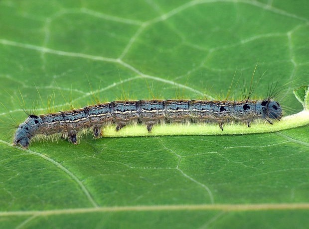 priadkovec obrúčkatý Malacosoma neustria Linnaeus, 1758