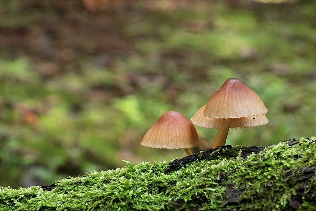 prilbička žltohlúbiková Mycena renati Quél.