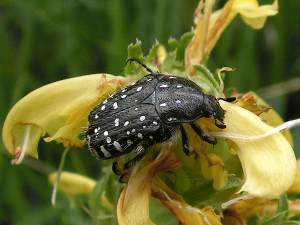 zlatoň Oxythyrea funesta