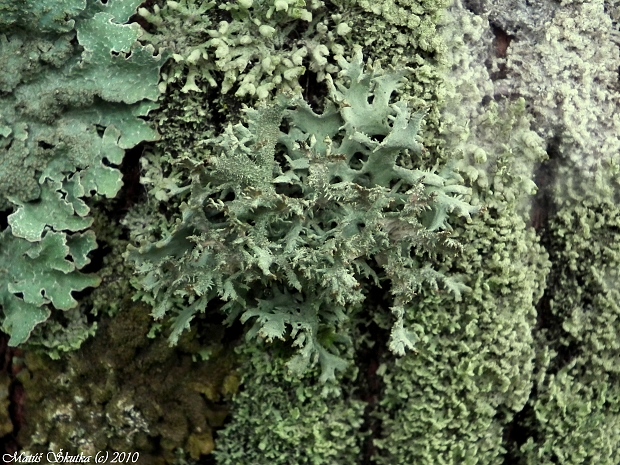 pakonárnik otrubový Pseudevernia furfuracea var. furfuracea (L.) Zopf