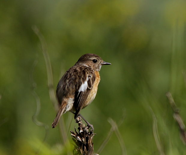 pŕhľaviar čiernohlavý-samica Saxicola torquata