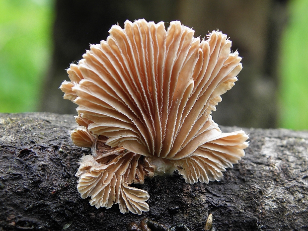 klanolupeňovka obyčajná Schizophyllum commune Fr.