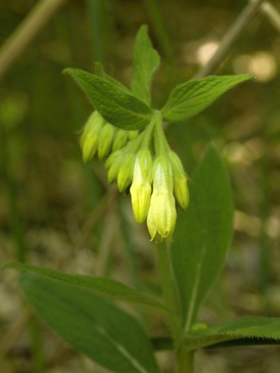 kostihoj hľuznatý Symphytum tuberosum L.