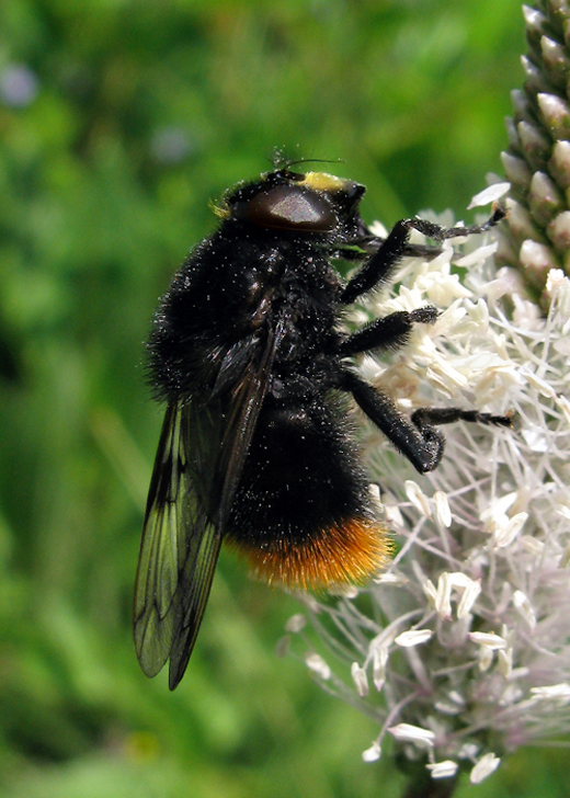 pestrica Volucella cf. bombylans