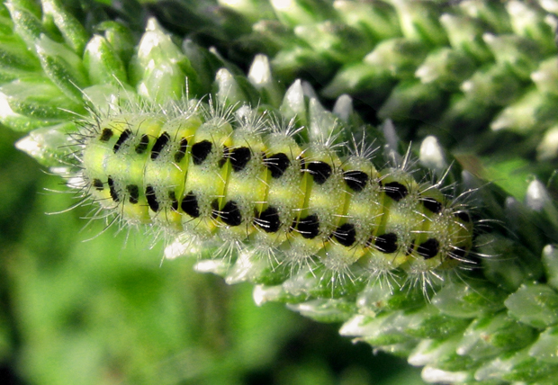 vretienka dúšková Zygaena purpuralis