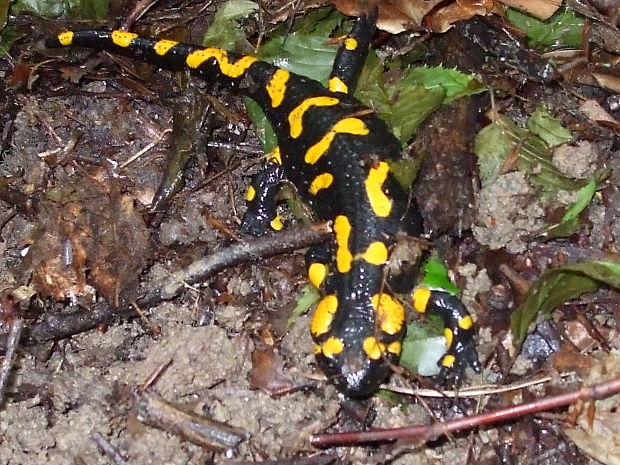 salamandra skvrnita