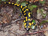 salamandra skvrnita