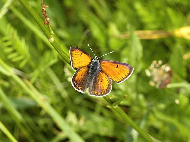 motýľ lepidoptera