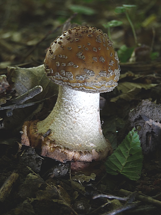 muchotrávka hrubá Amanita excelsa (Fr.) Bertill.