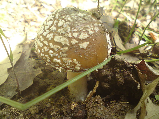 muchotrávka tigrovaná Amanita pantherina (DC.) Krombh.