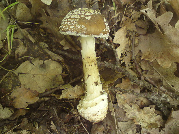 muchotrávka tigrovaná Amanita pantherina (DC.) Krombh.