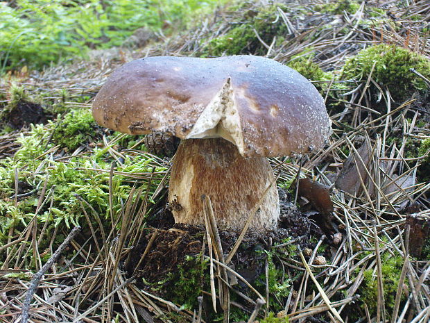 hríb smrekový Boletus edulis Bull.