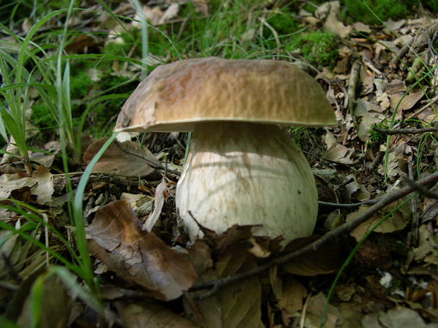 hríb smrekový Boletus edulis Bull.