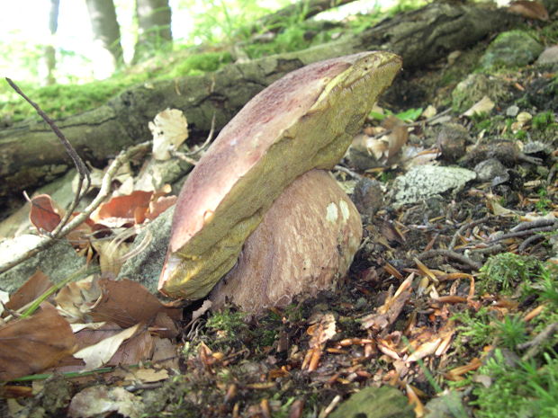 hríb sosnový Boletus pinophilus Pil. et Dermek in Pil.