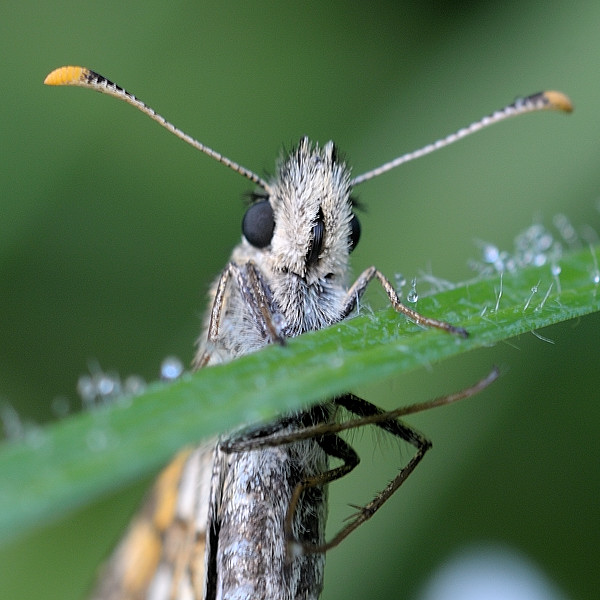 súmračník skorocelový Carterocephalus palaemon