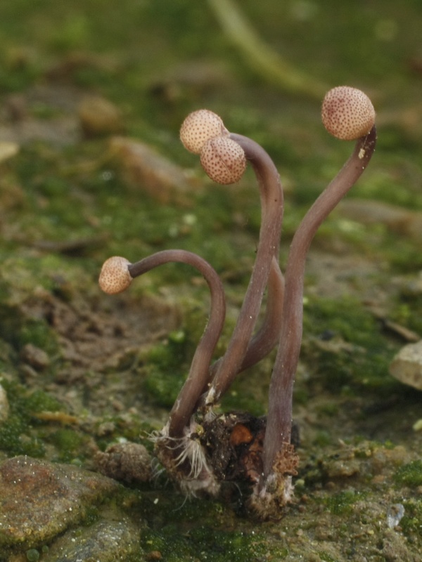 kyjanička purpurová Claviceps purpurea (Fr.) Tul.