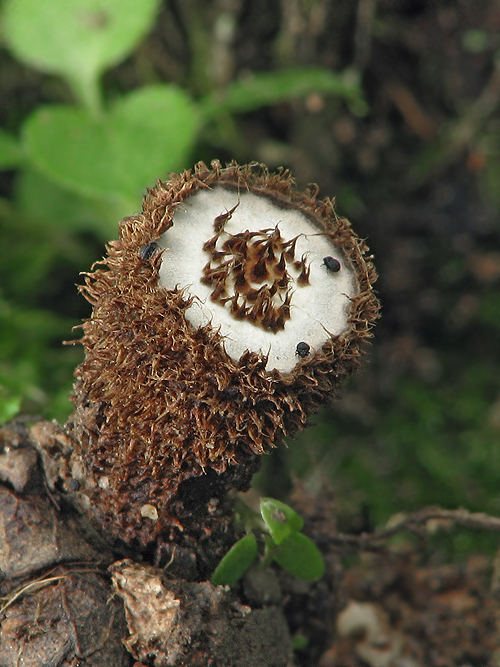 čiaškovec Cyathus sp.