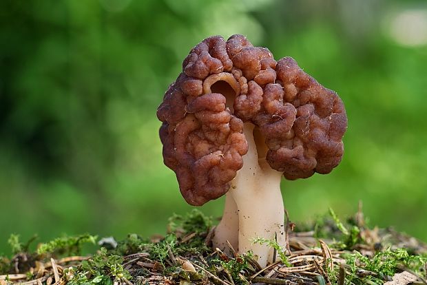 ušiak obyčajný Gyromitra esculenta (Pers.) Fr.