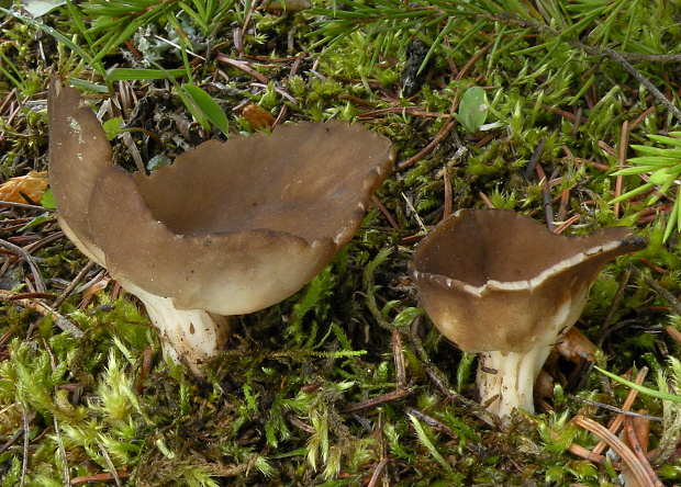 chriapač kalíškovitý Helvella acetabulum (L.) Quél.