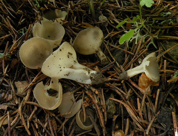 chriapač Helvella sp.