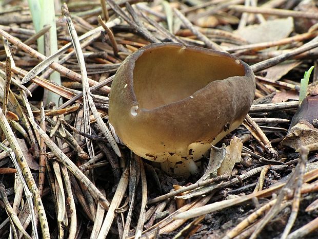 chriapač Helvella sp.