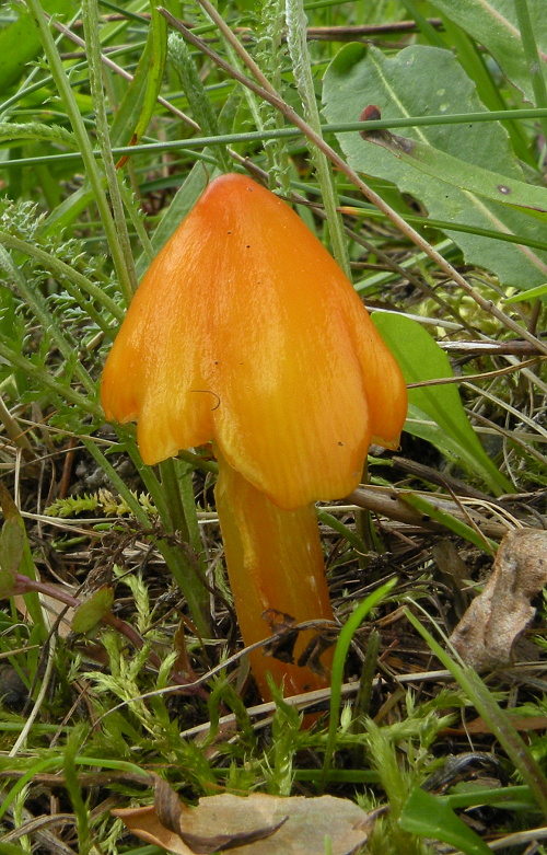 lúčnica hrotitá Hygrocybe acutoconica (Clem.) Singer