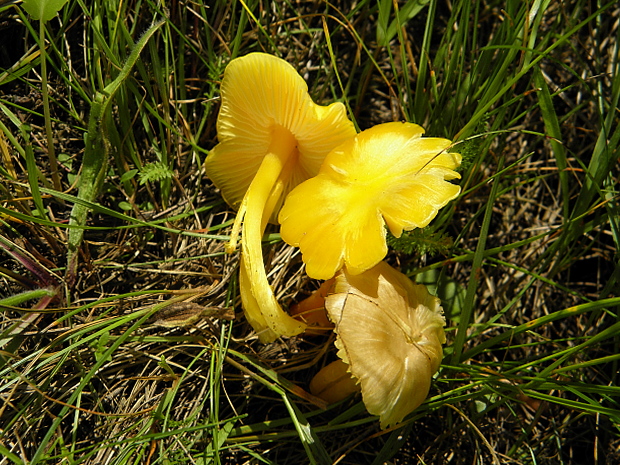 lúčnica citrónovožltá Hygrocybe chlorophana (Fr.) Wünsche