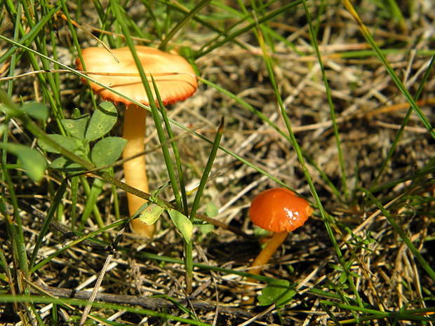 lúčnica Hygrocybe sp.