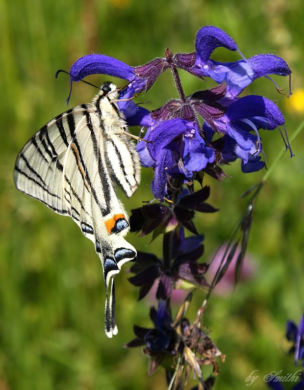 vidlochvost ovocny Iphiclides podalirius