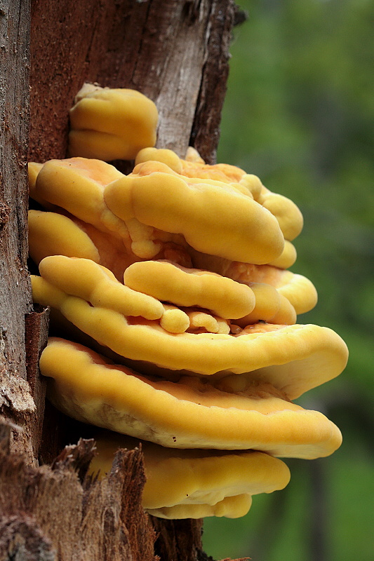 sírovec obyčajný Laetiporus sulphureus (Bull.) Murrill