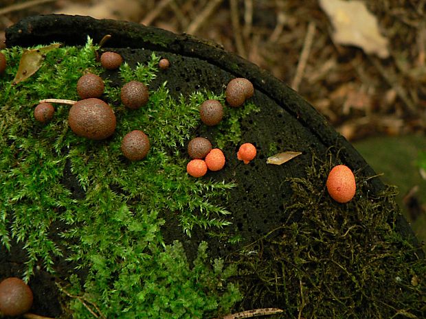 vlčinka červená - vlčí mléko červené Lycogala epidendrum (J.C. Buxb. ex L.) Fr.