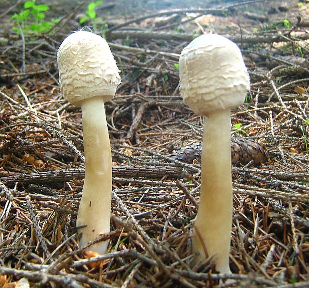 bedľa vysoká Macrolepiota procera (Scop.) Singer