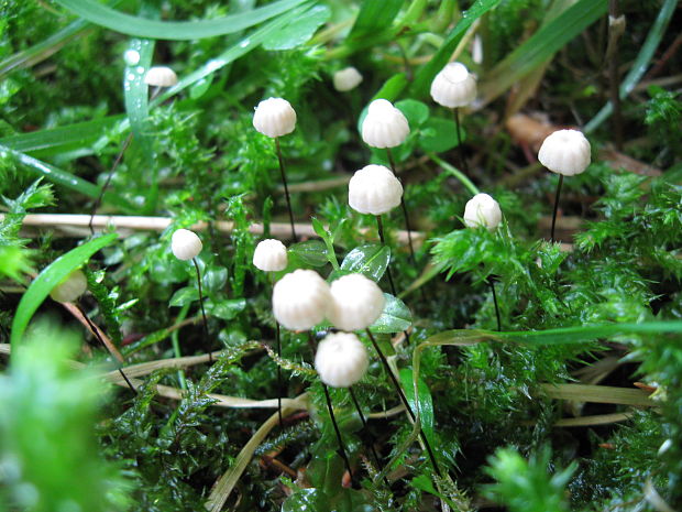 tanečnica golieriková Marasmius rotula (Scop.) Fr.