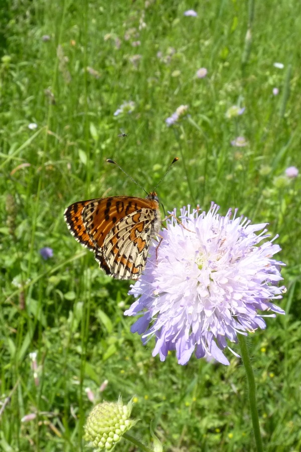 hnedáčik pyštekový Melitaea didyma