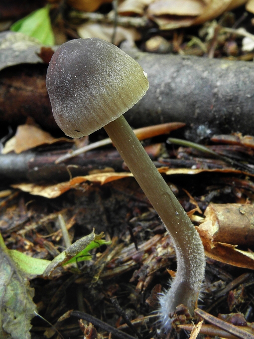 prilbička Mycena sp.