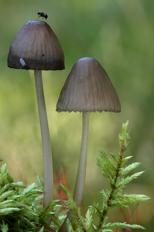 prilbička Mycena sp.