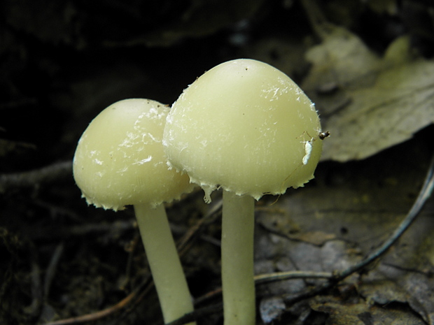 drobuľka Psathyrella sp.