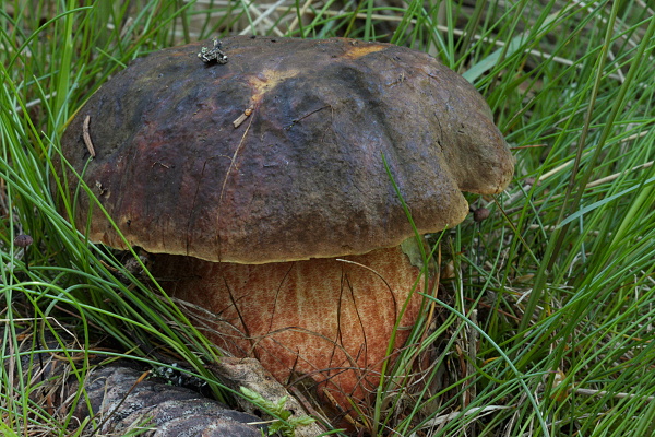 hríb zrnitohlúbikový Sutorius luridiformis (Rostk.) G. Wu & Zhu L. Yang