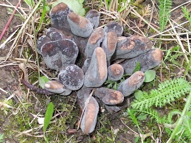 drevnatec kyjakovitý Xylaria polymorpha (Pers.) Grev.