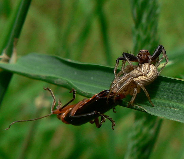 běžník mokřadní (cz) Xysticus ulmi Hahn, 1831