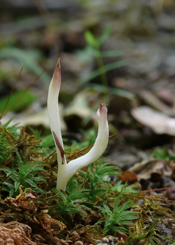 konárovka hrebenitá Clavulina coralloides (L.) J. Schröt.