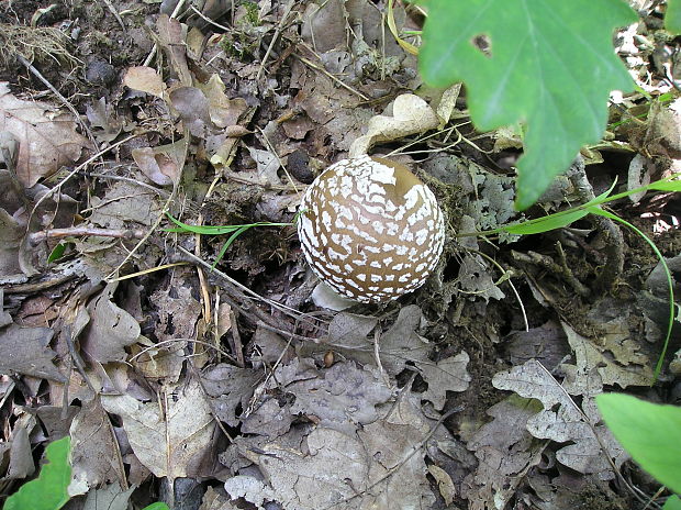 muchotravka tigrovana Amanita  Pantherina .