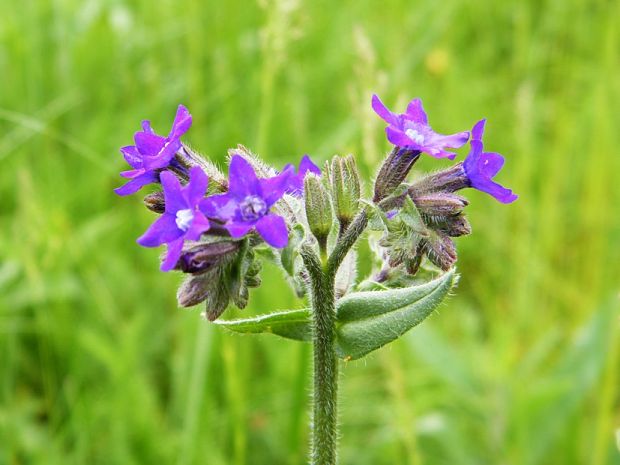 smohla lekárska Anchusa officinalis L.