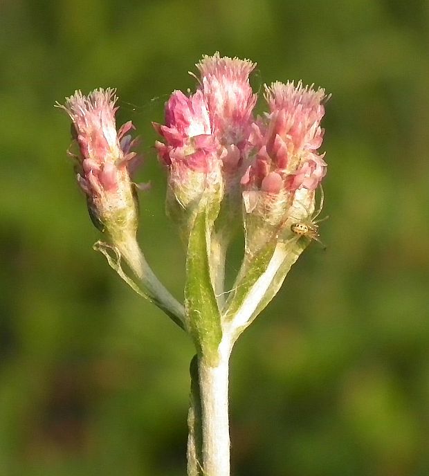 plešivec dvojdomý Antennaria dioica (L.) Gaertn.
