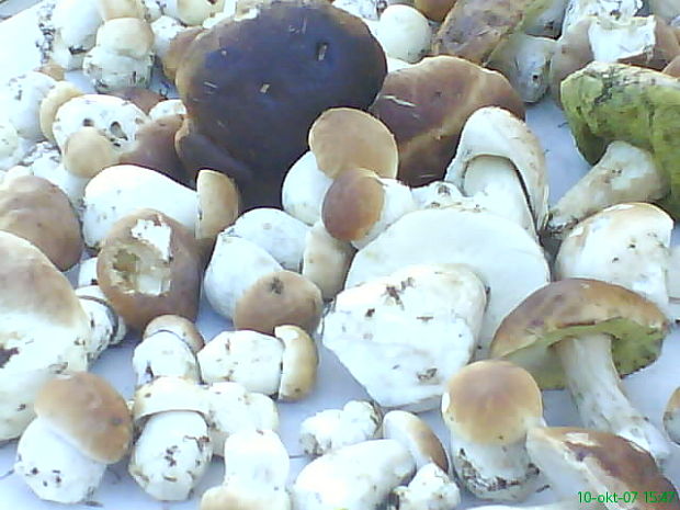 hríb smrekový Boletus edulis Bull.