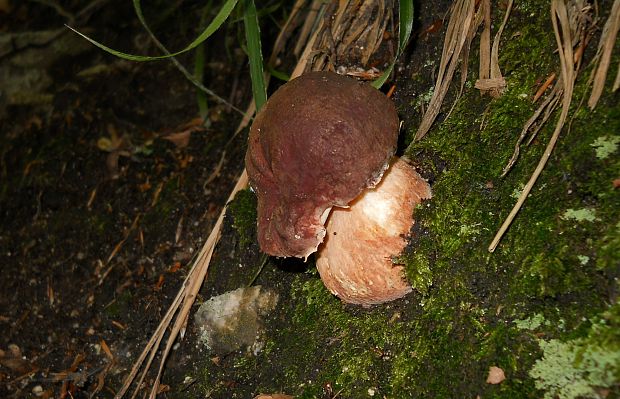 hríb sosnový Boletus pinophilus Pil. et Dermek in Pil.