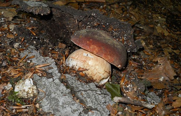 hríb sosnový Boletus pinophilus Pil. et Dermek in Pil.