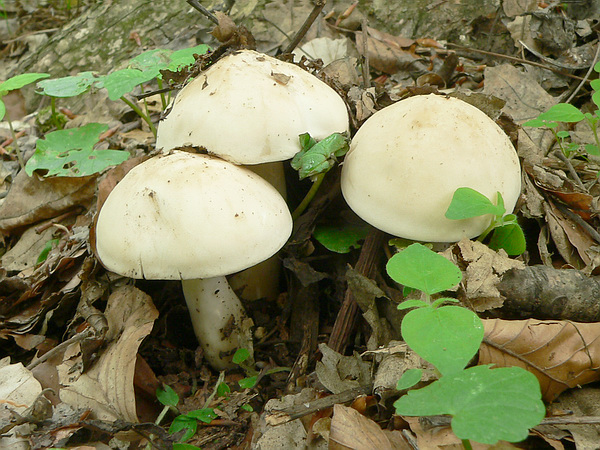 čírovnica májová Calocybe gambosa (Fr.) Donk