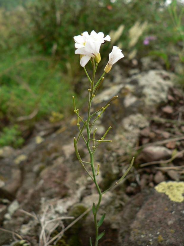 žerušničník srstnatý - řeřišničník skalní Cardaminopsis petraea (L.) Hiitonen