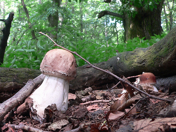 bedľa červenejúca Chlorophyllum rachodes (Vittad.) Vellinga